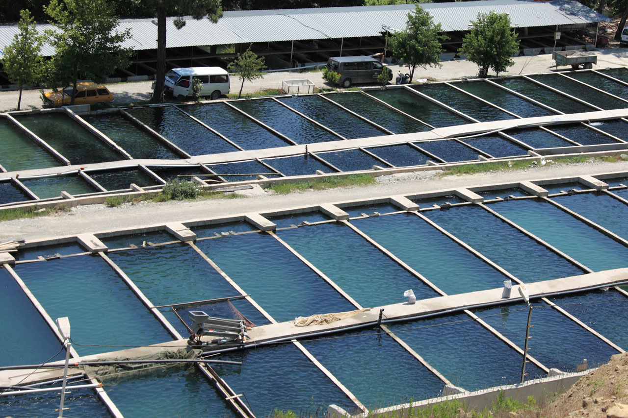 Indian Fish Farming Indian Fish Farming