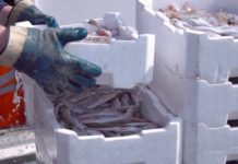 Federpesca and AIPE: a deal to strengthen the circular economy