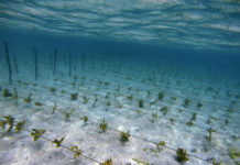 Increase in Indian seaweed production
