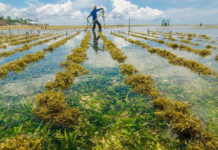 Focus on Tanzania: investment opportunities in Tanzania’s Blue Economy