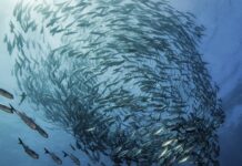 IORA presents another program in the context of the Blue Economy