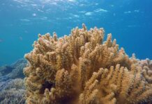 First Workshop on the Biogeographic Regionalisation for the Indian Ocean