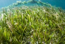 “Opportunities for using nature, biodiversity and carbon markets to support sustainable management of coastal ecosystems”