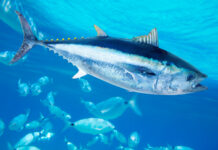 29th annual meeting of the Indian Ocean Tuna Commission
